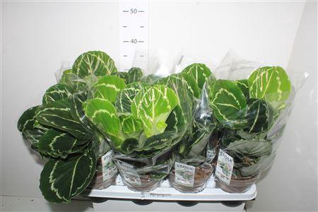 <h4>Calat Roseopicta Green</h4>