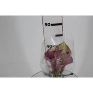 CALLA ROMANCE 040 CM