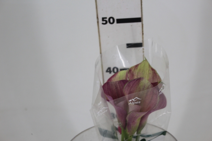 <h4>CALLA ROMANCE 040 CM</h4>