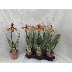 Paph Amerika Hyb Gem