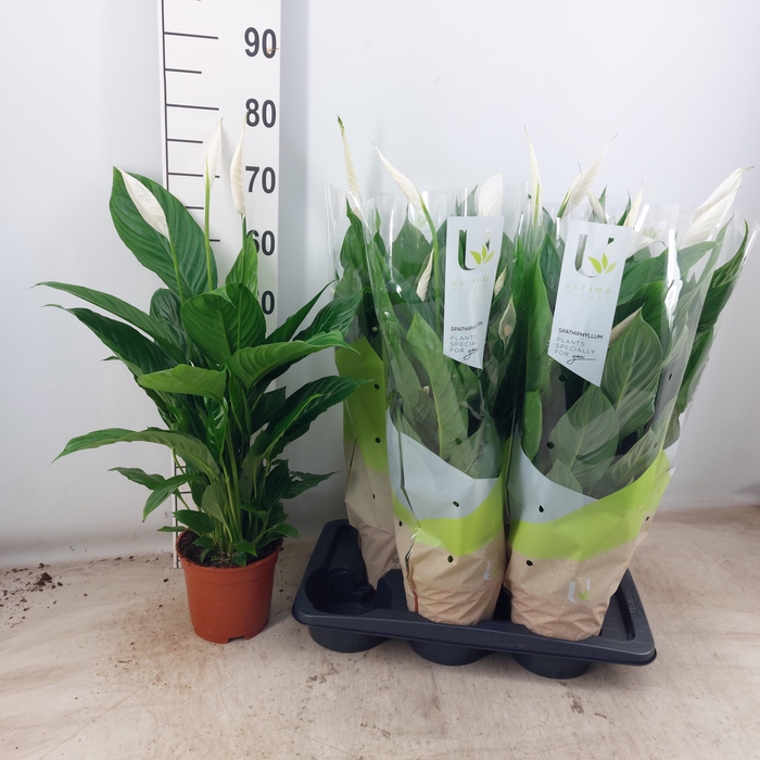 <h4>SPATH VIVALDI</h4>