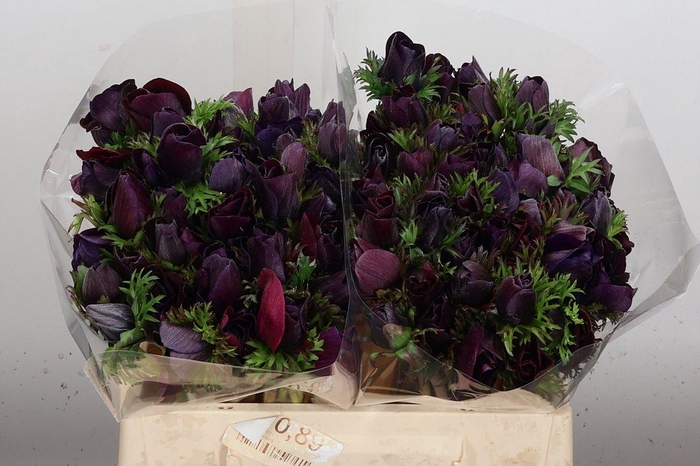 <h4>Anem Mistral Ex Nero</h4>