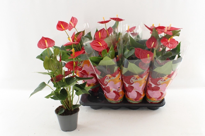 <h4>ANTHU AN TREMENDO</h4>