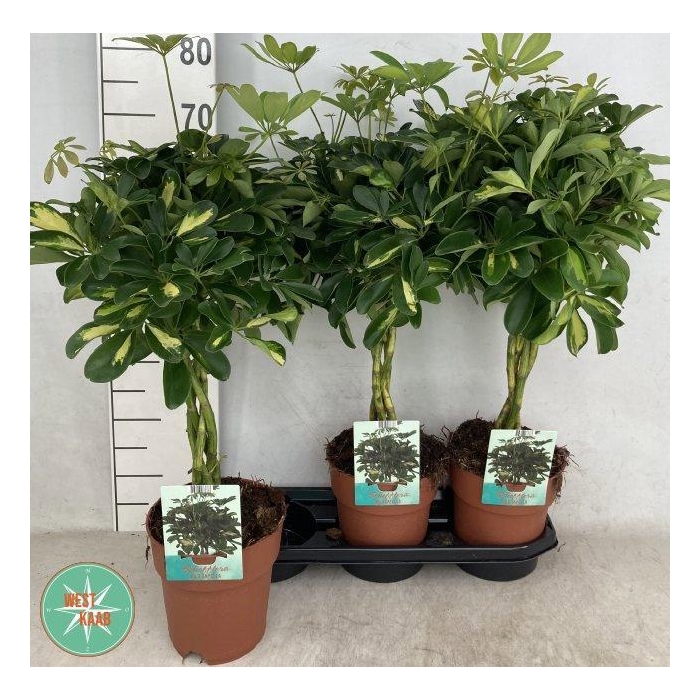 <h4>SCHEF AR GOLD CAPELL</h4>