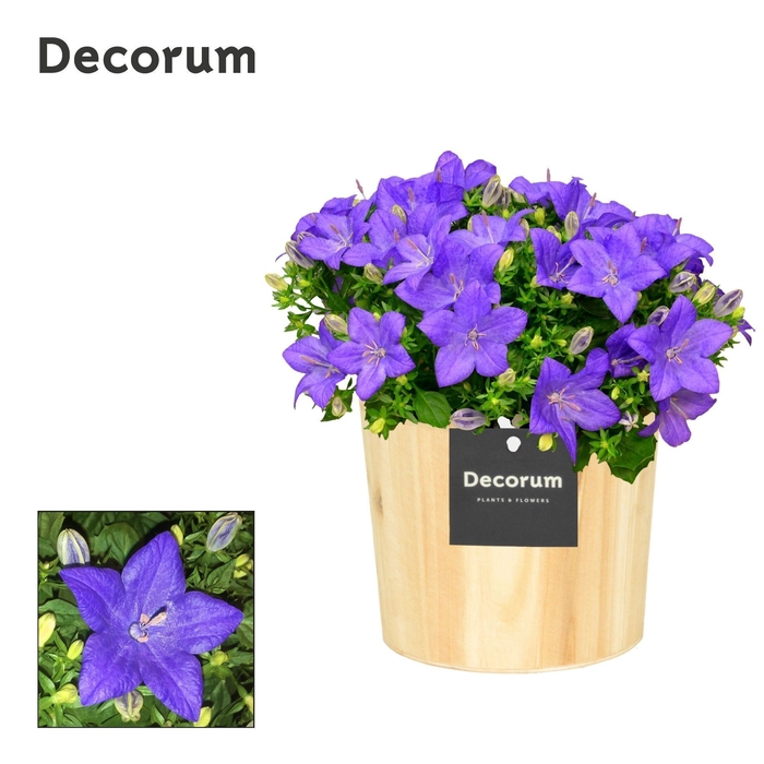 <h4>Campanula 'Napoli' Decorum Wood</h4>