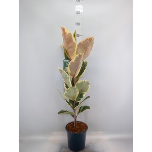 Ficus elastica 'Tineke'