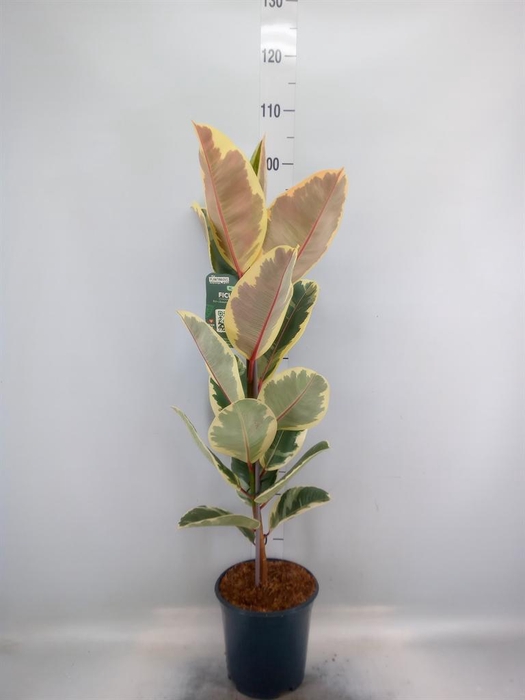 <h4>Ficus elastica 'Tineke'</h4>