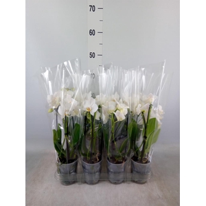 Phalaenopsis  'Elegant Cascade'