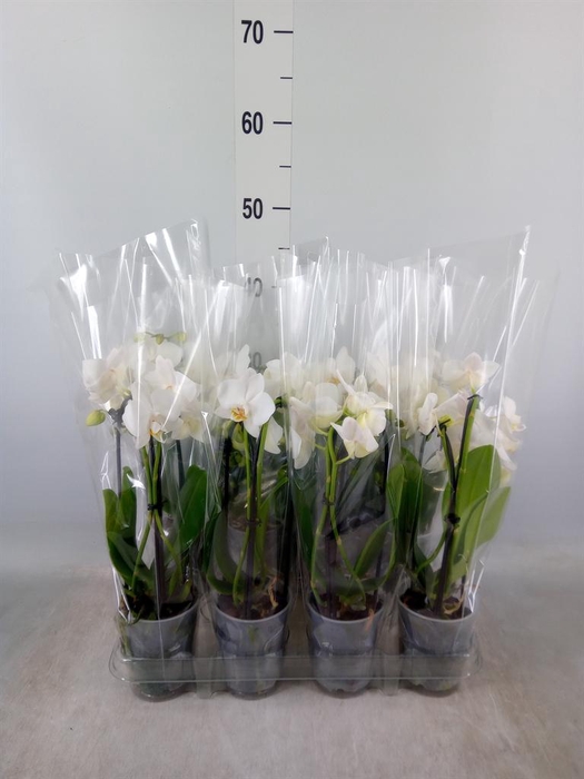 <h4>Phalaenopsis  'Elegant Cascade'</h4>