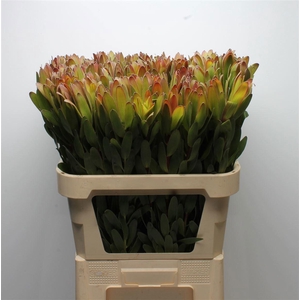 LEUCAD SAF GOLDSTRIK