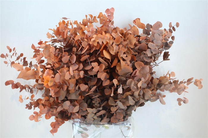 <h4>Pres Euca Stuartiana Orange Bunch</h4>