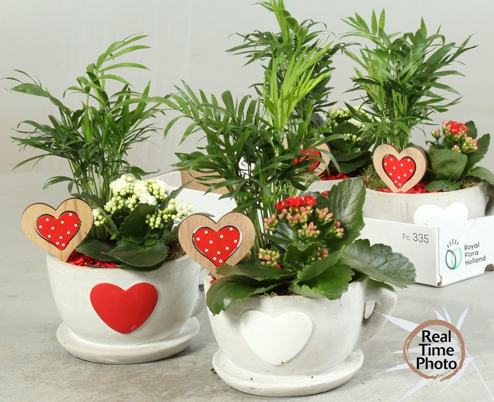 <h4>ARR KAMERPL</h4>