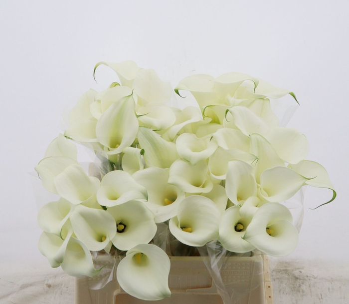 <h4>Calla Pure Art</h4>