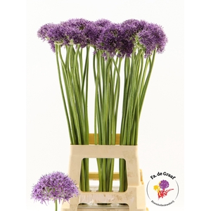 ALLIUM VIOLET BEAUTY