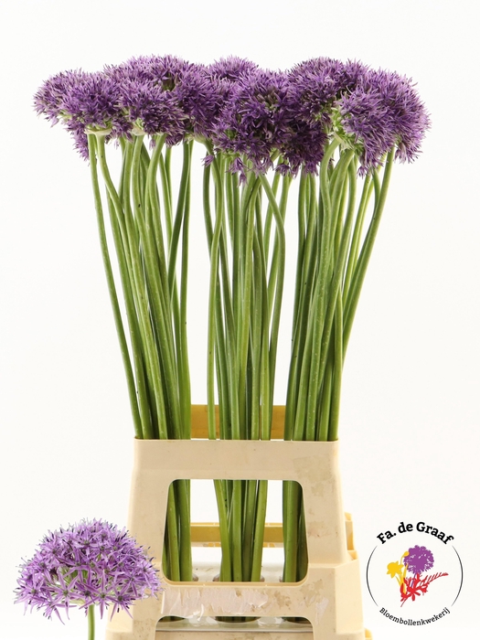 <h4>ALLIUM VIOLET BEAUTY</h4>