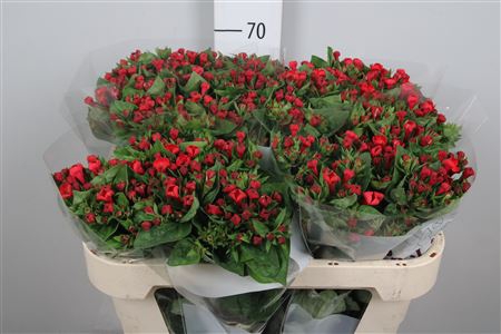 <h4>Bou En Red Passion</h4>