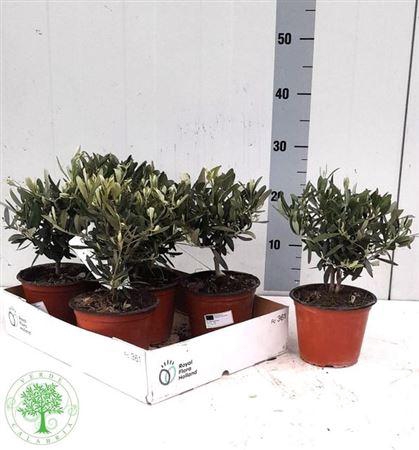 ** Olea Europaea * Spring Deal *