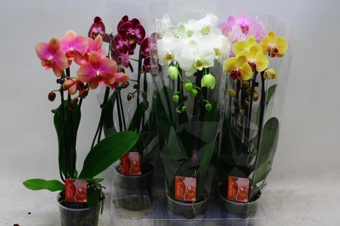 <h4>PHAL EL CASCADE</h4>