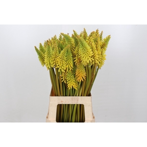 Kniphofia Eycone Yellow