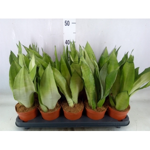 Sansevieria trifa. 'Moonshine'
