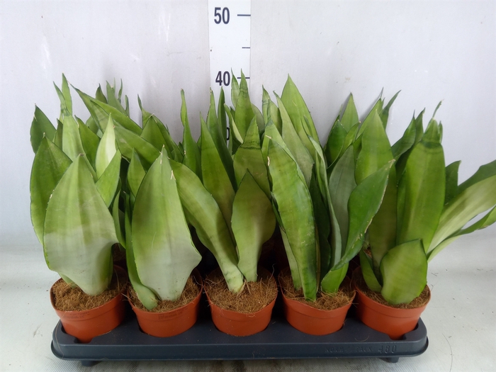 <h4>Sansevieria trifa. 'Moonshine'</h4>