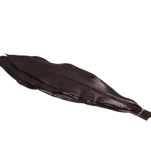 Cordyline Black Tie X5