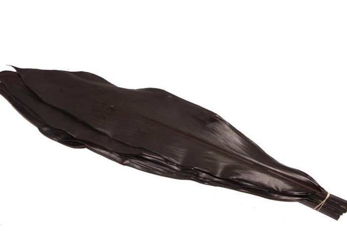 <h4>Cordyline Black Tie X5</h4>
