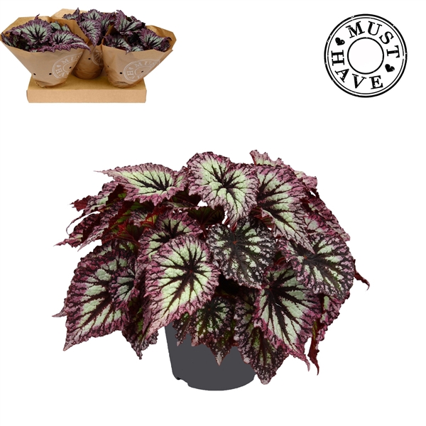 <h4>Bladbegonia Rex Fireworks Must Have</h4>