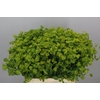 Bupleurum Rotundifol