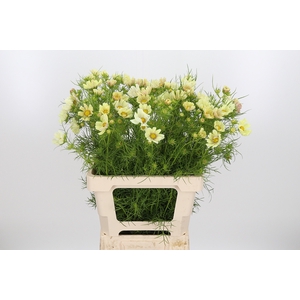 Cosmos Bipinnatus Creme