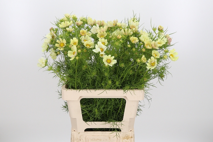 <h4>Cosmos Bipinnatus Creme</h4>