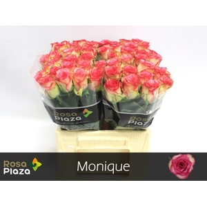Rosa large monique