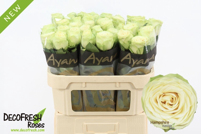 <h4>R Gr Hampshire</h4>