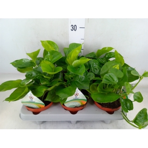 Epipremnum pinn. 'Manjula'