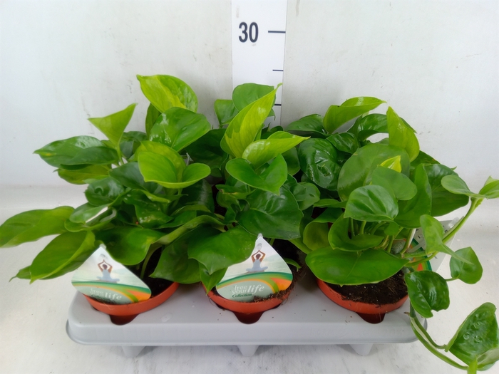 <h4>Epipremnum pinn. 'Manjula'</h4>