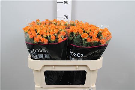 <h4>R Tr Picanto</h4>