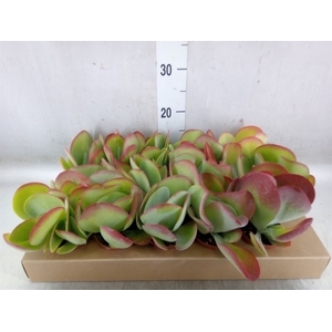 Kalanchoe NF thyrsiflora