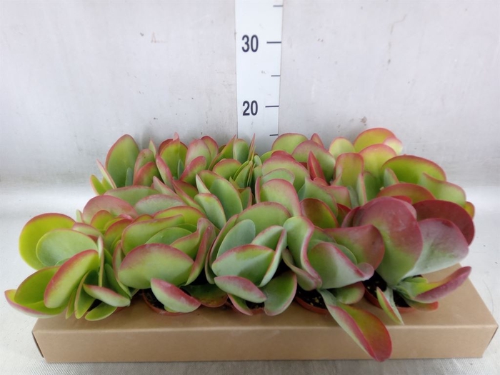 <h4>Kalanchoe NF thyrsiflora</h4>