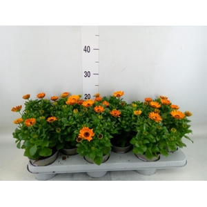 Osteospermum  'Margarita Orang Fla'