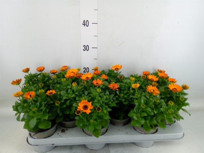 <h4>Osteospermum  'Margarita Orang Fla'</h4>