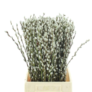 SALIX CA SNOW FLAKE