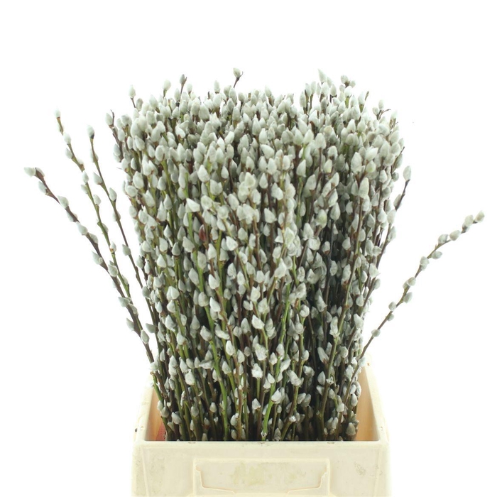 <h4>SALIX CA SNOW FLAKE</h4>
