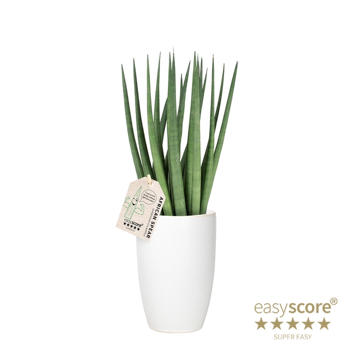 <h4>SANSEVIERIA CYLINDRICA P12 CLASSIC WH</h4>