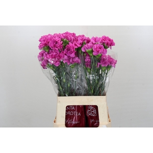 Dianthus St Farida