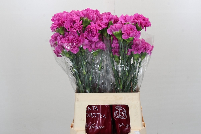 <h4>Dianthus St Farida</h4>