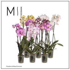 Phalaenopsis Mix 3 Spike – 12cm ?