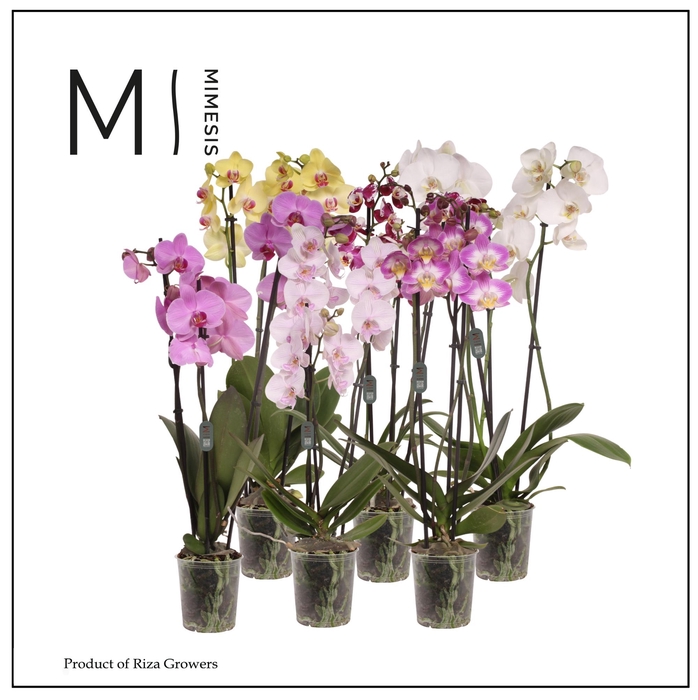 <h4>Phalaenopsis Mix 3 Spike – 12cm ?</h4>