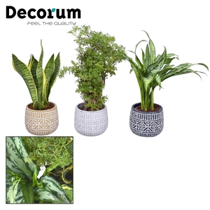 Groenmix in pot Claire (Decorum)