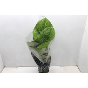 ANTHURIUM JENMANII P19