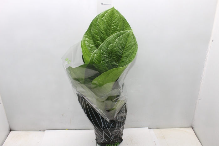 <h4>ANTHURIUM JENMANII P19</h4>